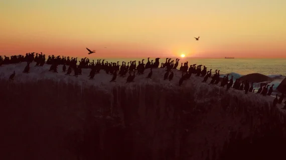 Cine Collection DJI Mavic 2 Pro LUTs & Tools Pack Spectrum Grades