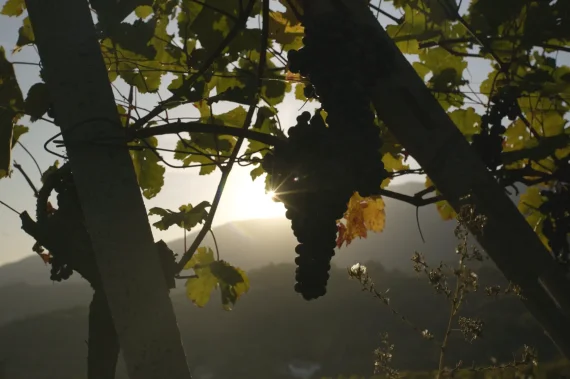 Buttery LUTs - Sony SLog2 / SLog3 – Natural REC709