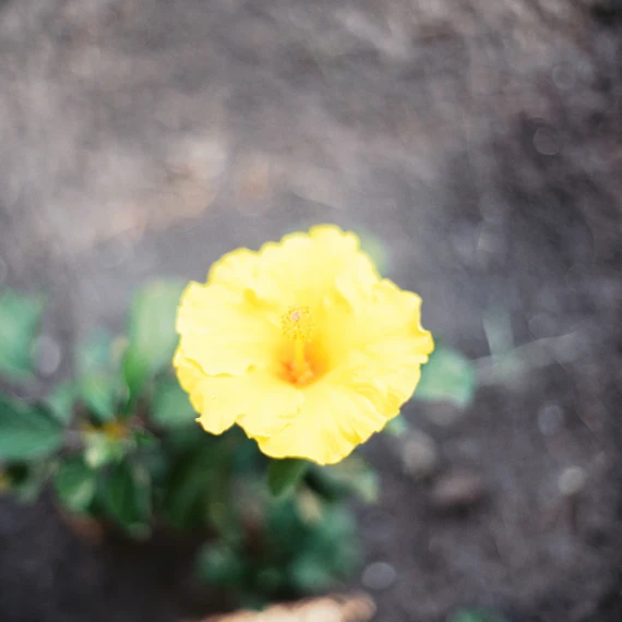 The Archetype Process - The Green Pack III