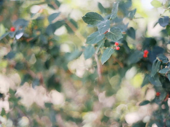 The Archetype Process - The Green Pack III